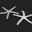 02_starfish-3-3d-print-aquarium-3d-model-obj-fbx-stl.jpg Starfish 3 - 3D Print - Aquarium - Sea Life