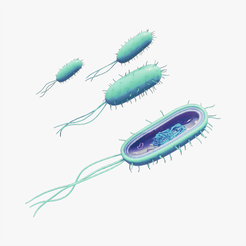 Prokaryotic_Tumbnail.png Fichier 3D Anatomie cellulaire des bactéries procaryotes・Design pour imprimante 3D à télécharger