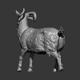 Goat11.jpg Goat 3D print model