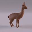Klipspringer_0001.jpg Wildlife animals
