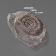 AMMONITE-23.jpg Free STL file Ammonite 3D Scan - Dactylioceras・3D printing design to download