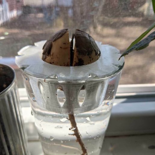 PXL_20210327_195637283-sm.jpg Halter für Avocadokerne im Miniformat (normal und groß)