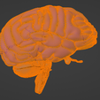 27.png 3D Model of Skull with Brain and Brain Stem - best version