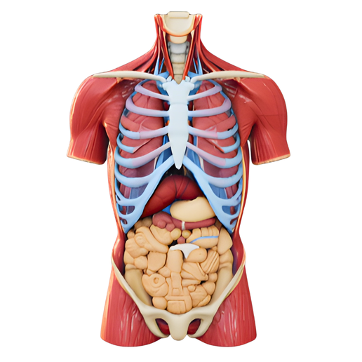 Human Torso Anatomy