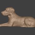 I5.jpg Dog - Labrador Statue