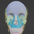 CRANIAL-NERVES-7.png 3D Cranial nerves & Facial Skull Model