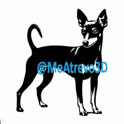 1.jpeg Pinscher nain #1