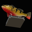 peacock-bass-trophy-1-1-16.png Peacock bass (Cichla ocellaris) fish in motion trophy statue for 3d printing