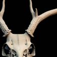 closeupfrontantler.jpg Entire Deer Skull 10 point Buck Antlers Model 2