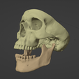 18.png 3D Model of Skull and Brain with Brain Stem