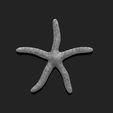 03_starfish-4-3d-print-aquarium-3d-model-obj-fbx-stl.jpg Starfish 4 - 3D Print - Aquarium - Sea Life