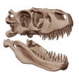 08.png Albertosaurus 3D skull