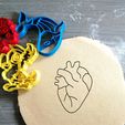 heart-anatomy.jpg Heart anatomy Cookie cutter + outline