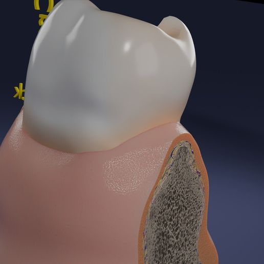 aa0016.jpg Corte esquemático de los dientes etiquetado