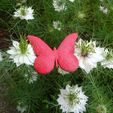 papillon.jpg Butterfly