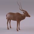 AddaxPr_0001.jpg Animales del desierto del Sáhara