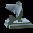zander-open-mouth-tocenej-36.png fish zander / pikeperch / Sander lucioperca trophy statue detailed texture for 3d printing