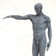 houdon_ecorche_smallb.jpg human body grassetti ecorche stl model for 3d print