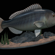Dentex-statue-1-11.png fish Common dentex / dentex dentex statue underwater detailed texture for 3d printing