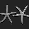 01_starfish-3-3d-print-aquarium-3d-model-obj-fbx-stl.jpg Starfish 3 - 3D Print - Aquarium - Sea Life