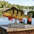 Peacock-Bass-Fish-model-trophy-font.jpg Peacock bass (Cichla ocellaris) fish in motion trophy statue for 3d printing