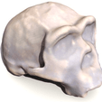 Capture d’écran 2018-05-14 à 14.32.09.png Homo ergaster skull