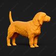 879-Basset_Fauve_de_Bretagne_Pose_02.jpg Basset Fauve de Bretagne Dog 3D Print Model Pose 02