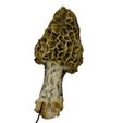 morel1-2.jpg morille #1