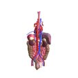 1.jpg INTESTINAL ANATOMY STOMACH ESOPHAGUS INTESTINE SMALL LIVER LUNG LARGE HEART THROAT PANCREAS BLOOD VESSEL