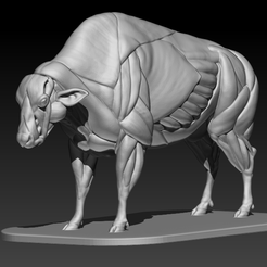 Bull.png Fichier STL gratuit Anatomie des muscles du taureau・Design à télécharger et à imprimer en 3D