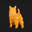 669-Australian_Terrier_Pose_03.jpg Australian Terrier Dog 3D Print Model Pose 03