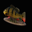 Peacock-Bass-statue-1-3-10.png FISH in motion Peacock bass (Cichla ocellaris) fish natural base detailed texture for 3d printing