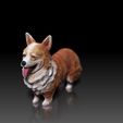 Corgi03.jpg Pembroke Welsh Corgi - DOG BREED - CANINE -3D PRINT MODEL