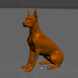 doberman-cropped-ears-02.png Dobermann kupierte Ohren