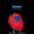 Heart-Anatomical-Model-thumb.jpg Heart Anatomical Model