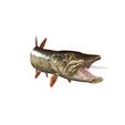 0_00080.jpg PIKE FISH Esox Masquinongy FISH ANIMAL SEA 3D MODEL 3D - FISH Muskellunge MONSTER HUNTER RAPTOR DINOSAUR RAPTOR 3D MODEL