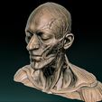 d.jpg HEAD ANATOMY  REAL ECORCHE