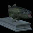 Bass-mouth-2-statue-4-5.png fish Largemouth Bass / Micropterus salmoides in motion open mouth statue detailed texture for 3d printing