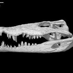 specimen-4.jpg Crocodylus rhombifer, Cuban Crocodile skull