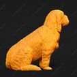 1045-Basset_Griffon_Vendeen_Petit_Pose_05.jpg Basset Griffon Vendeen Petit Dog 3D Print Model Pose 05