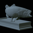 Bass-mouth-2-statue-4-22.png fish Largemouth Bass / Micropterus salmoides in motion open mouth statue detailed texture for 3d printing