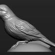 canary-3d-model-01f9bddb8b.jpg Canary 3D print model