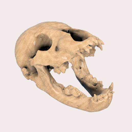 cave bear 3D model