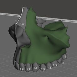 3marchiato.jpg STL-Datei Anatomischer Schädel / Cráneo anatómico・Modell zum Herunterladen und 3D-Drucken