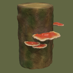 IMG_7626.png Ganoderma lucidum - Reishi (mushroom)