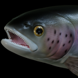 Rainbow-trout-trophy-19.png rainbow trout / Oncorhynchus mykiss fish in motion trophy statue detailed texture for 3d printing
