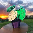 Final-Results-Suggestion.jpg Monstera Coasters Plant and Pot