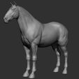 9.jpg Horse Breeds Collection