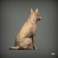 Australian-Cattle-Dog-sitting7.jpg Australian Cattle Dog Sitting Pose STL 3D print model