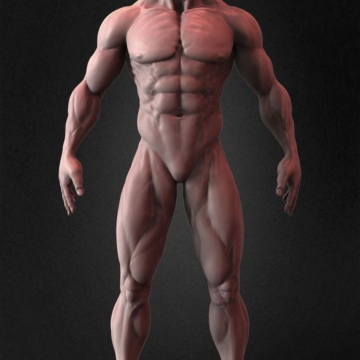 💪 Muscular Basemesh Human Anatomy・ OBJ File for 3D printing・Cults